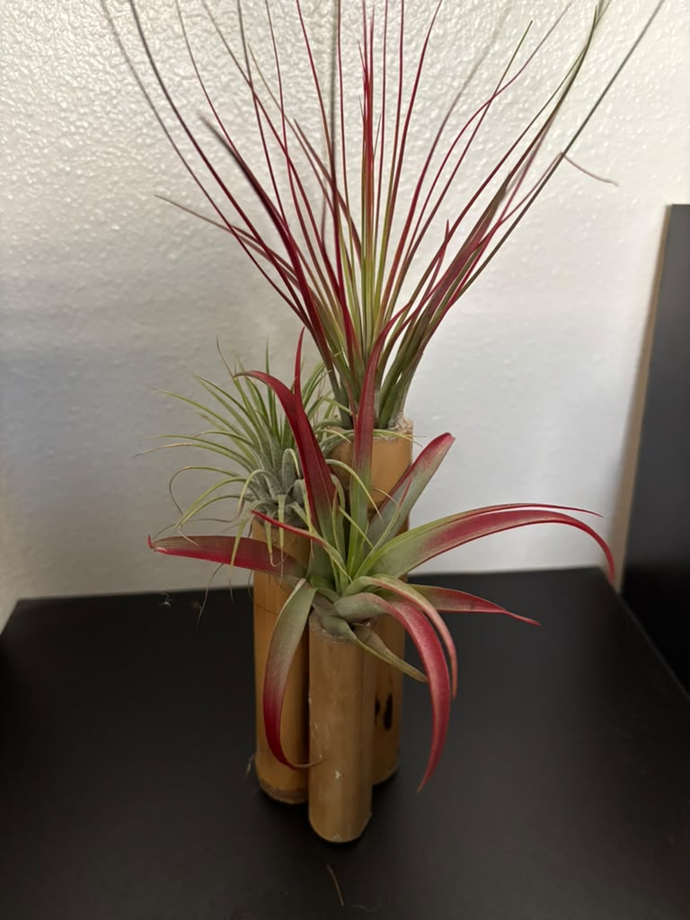 6a041d51b48fe50b080237df_tillandsia-bamboo-garden_1785593779095.jpeg