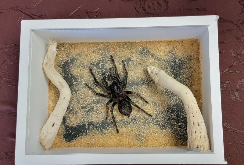 Bird Eating Tarantula Oddity - Create Marketplace