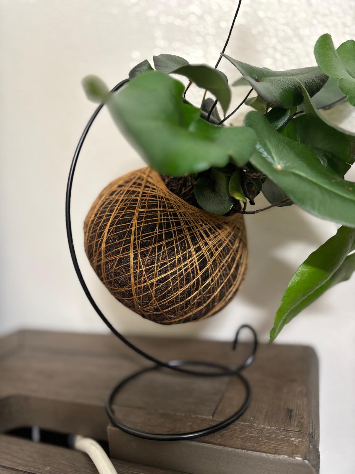 KOKEDAMA Hemionitis Arifolia with Metal Hanging - Create Marketplace
