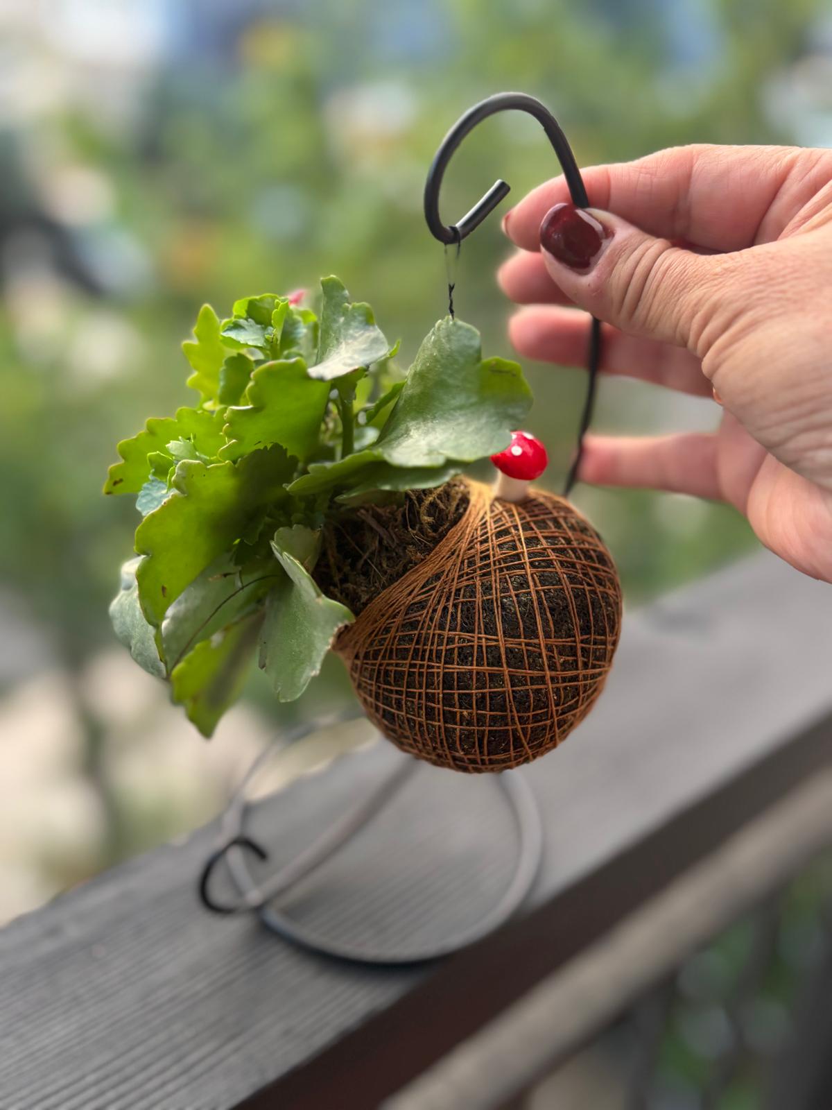 6a041d51b48fe50b080237df_kokedama-mini-calandiva_1783087319785.jpeg