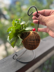 6a041d51b48fe50b080237df_kokedama-mini-calandiva_1783087319785.jpeg