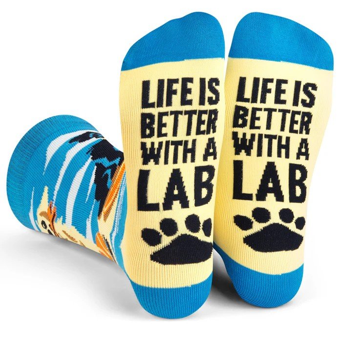 6a041d51b48fe50b080237df_labdog_1784234957784.jpeg