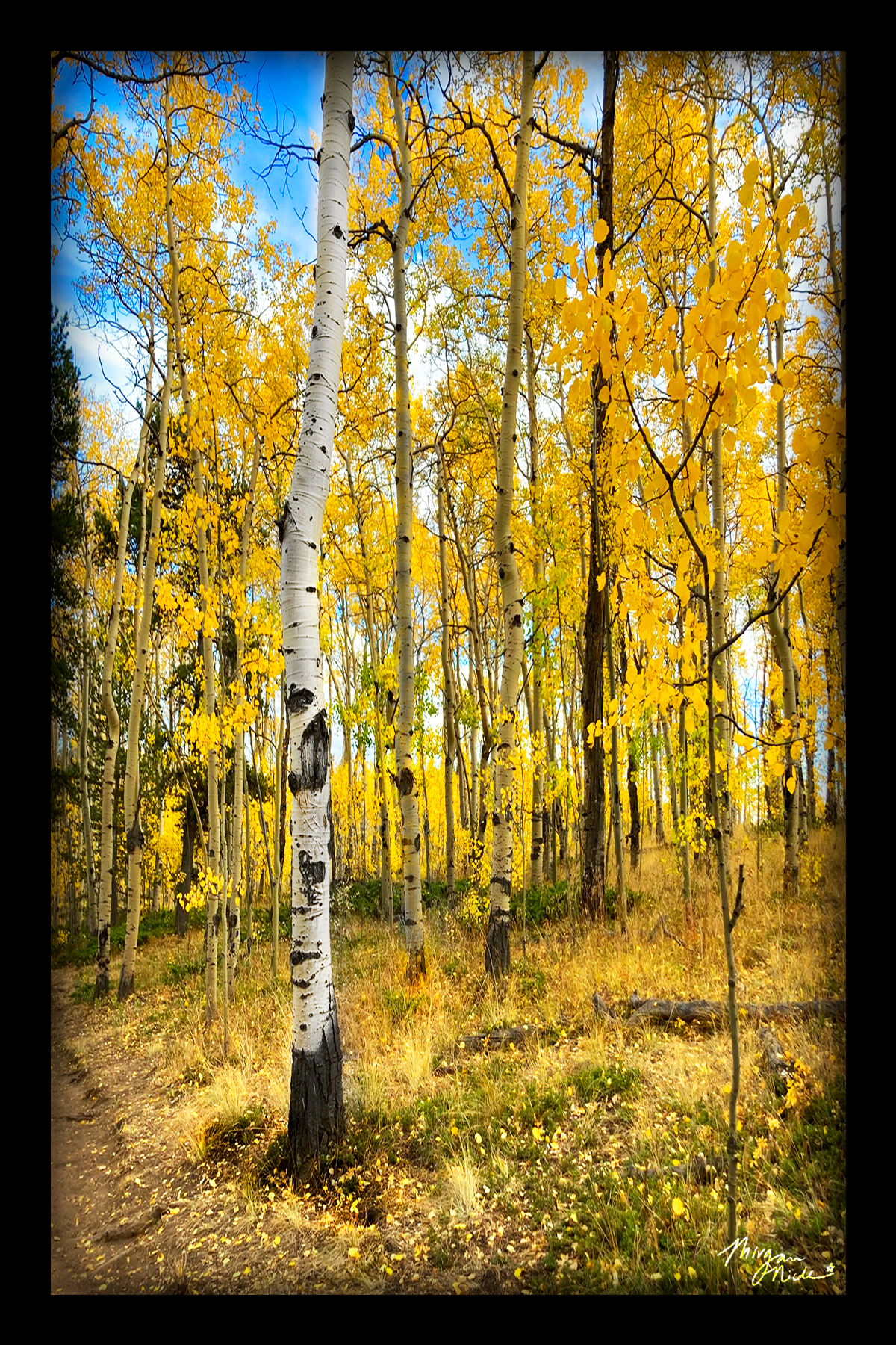 6a041d51b48fe50b080237df_the-brightest-aspen-tree-print_1783545674700.png