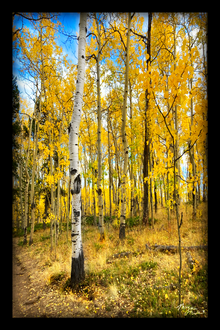 6a041d51b48fe50b080237df_the-brightest-aspen-tree-print_1783545674700.png