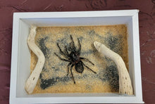 Bird Eating Tarantula Oddity - Create Marketplace