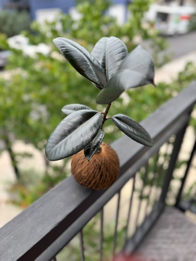 KOKEDAMA Ficus Elastica Robusta - Create Marketplace