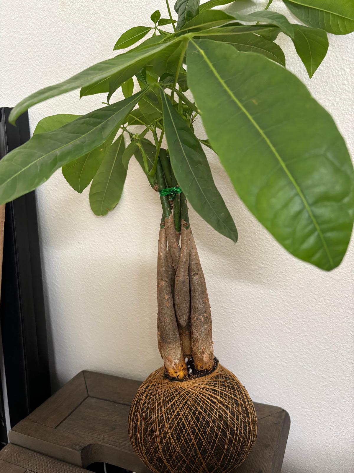 KOKEDAMA Money Tree - Create Marketplace
