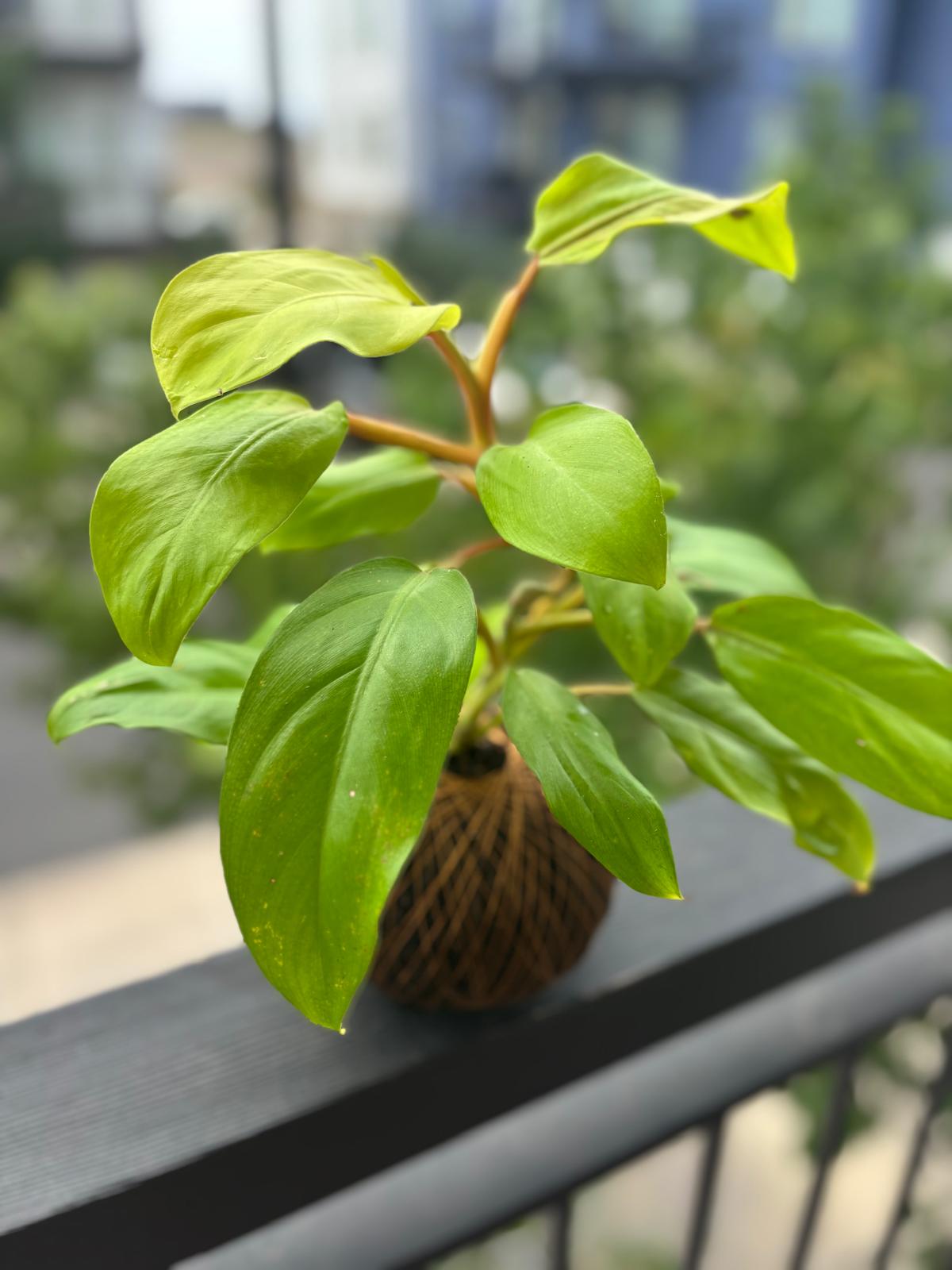 KOKEDAMA Philodendron Hederaceum - Create Marketplace